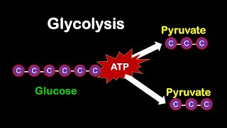 Glycolysis MADE EASY [upl. by Curran149]