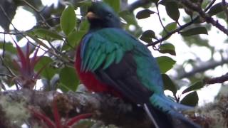 Resplendent quetzal singing [upl. by Mor]