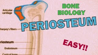 What is the PERIOSTEUM RAPID REVIEW  BONE BIOLOGYOSTEOLOGY [upl. by Ahsinert50]