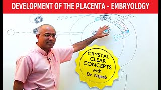 Development Of the Placenta  Embryology🩺 [upl. by Tenej]