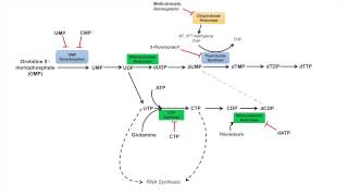 Pyrimidine Synthesis and Salvage Pathway [upl. by Ssew525]