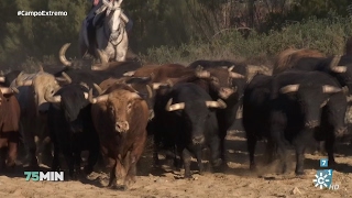 75 minutos  La cría de toros de lidia [upl. by Bonnice]