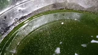 DAPHNIA MOINA CULTURE IN A SMALL BUCKET [upl. by Uzial651]