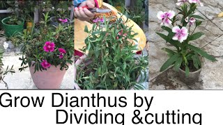 How to grow Dianthus by dividing and cuttingsEngHin [upl. by Ojibbob]