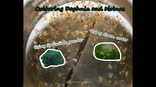 How To Culture Daphnia and Moinas using Green Water Spirulina powder [upl. by Kenneth]