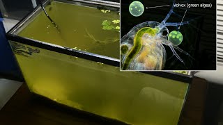 Raising Daphnia for the Freshwater Aquarium [upl. by Salomie]