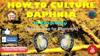 HOW TO CULTURE DAPHNIA In Easy Way [upl. by Beilul]