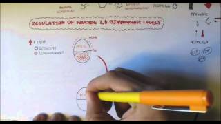 Fructose 6 Phosphate  Fructose 16 Bisphosphate Regulation  By F26BP [upl. by Sol]